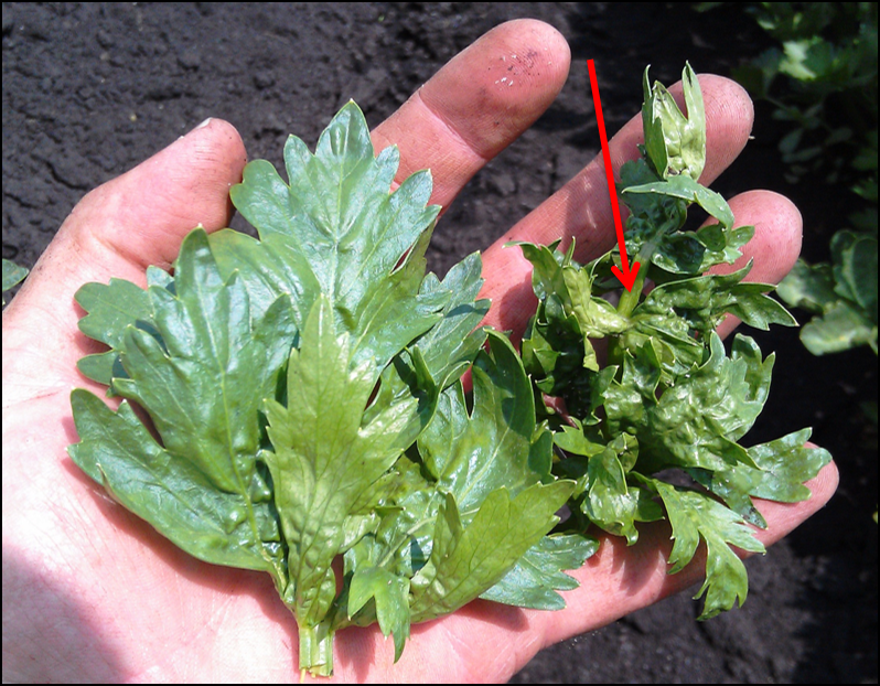 A celery leaf without aphids (left) and one that was colonized by aphids